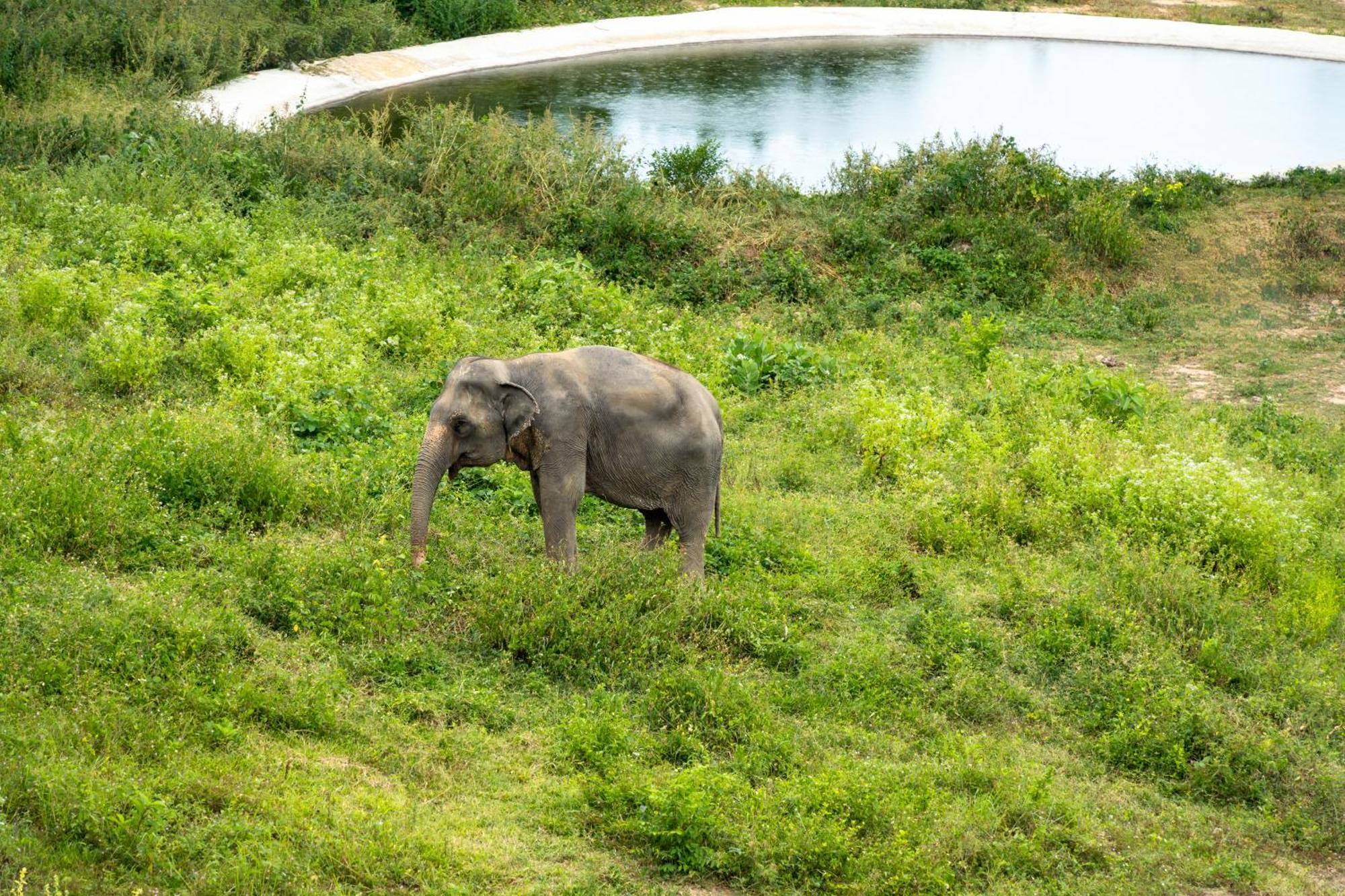 Wild Cottages Elephant Sanctuary Resort Amphoe Koksamui Ngoại thất bức ảnh