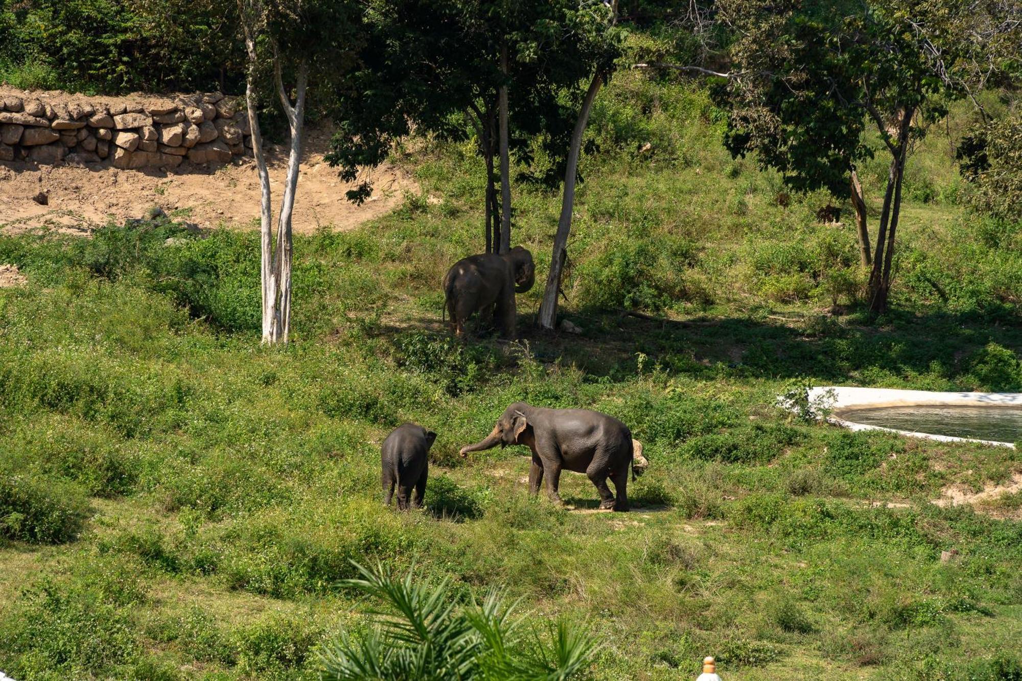 Wild Cottages Elephant Sanctuary Resort Amphoe Koksamui Ngoại thất bức ảnh