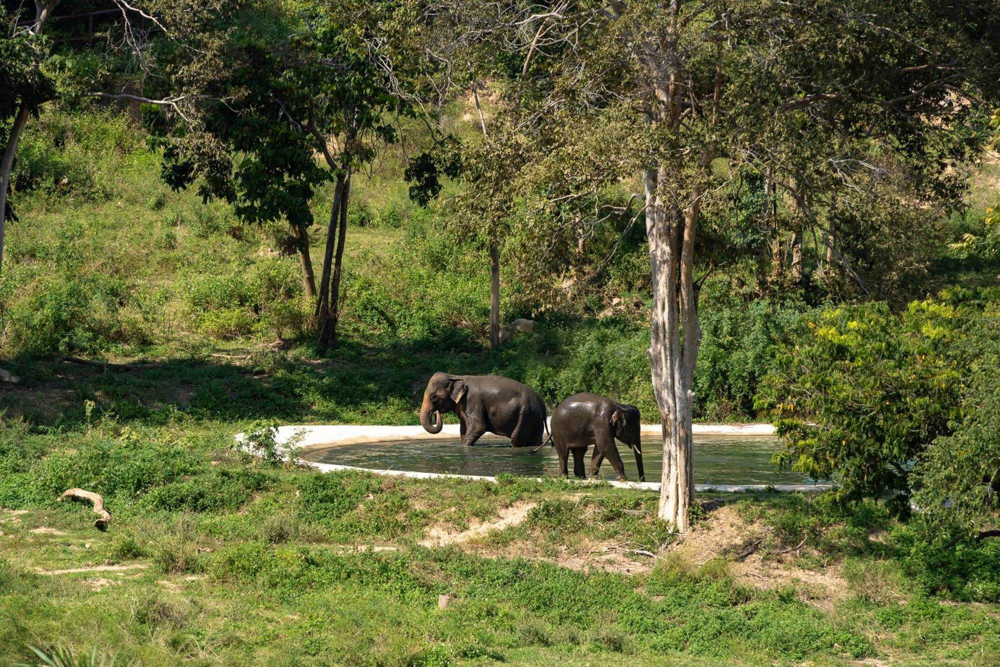 Wild Cottages Elephant Sanctuary Resort Amphoe Koksamui Ngoại thất bức ảnh