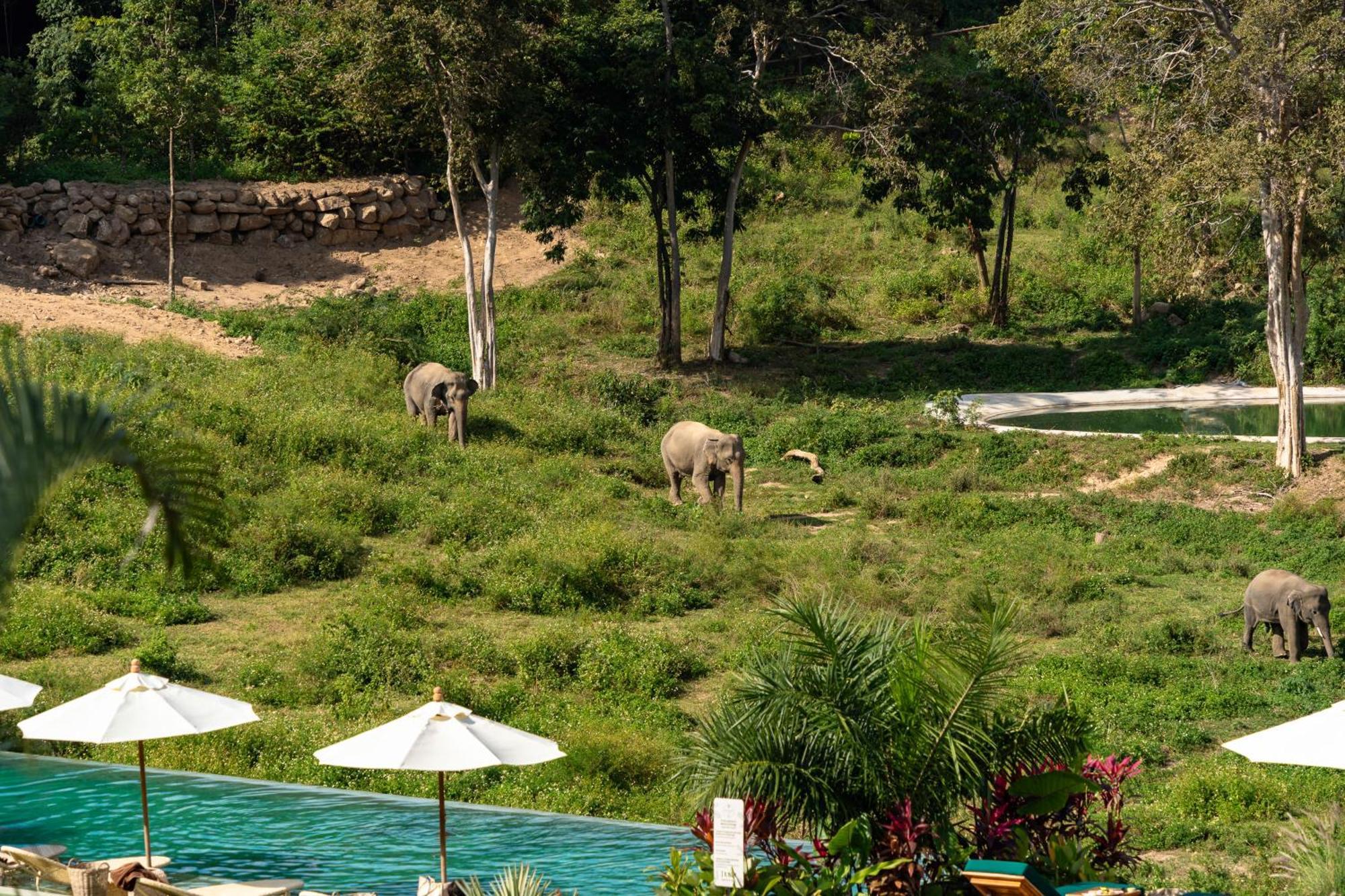 Wild Cottages Elephant Sanctuary Resort Amphoe Koksamui Ngoại thất bức ảnh